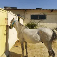 فروش اسب عرب