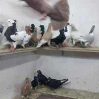 کبوتر ۲۰ تا پرشی|پرنده|اسفرورین, |دیوار