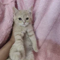 اسکاتیش|گربه|مشهد, سرافرازان|دیوار