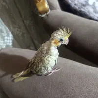 عروس هلندی گمشده|حیوانات|اصفهان, سرچشمه|دیوار