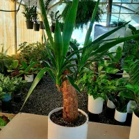 گلهای آپارتمانی|گل و گیاه طبیعی|گلپایگان, |دیوار