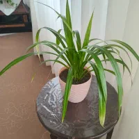 گل.|گل و گیاه طبیعی|گلبهار, شهر جدید گلبهار|دیوار
