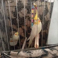 با قناری معاوضه میکنم