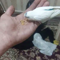 مرغ عشق|پرنده|چهاردانگه (تهران), |دیوار