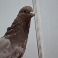 کبوتر نوک قنار نر|پرنده|تهران, وصفنارد|دیوار