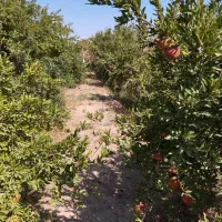 فروش انار باغ سریزد بصورت کلی