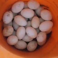 تخم غاز