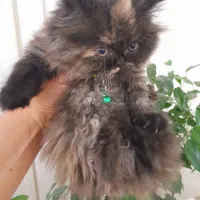 بیریتیش لانگ هیر