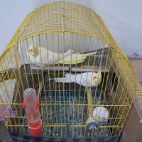 عروس هلندی لوتینودستی|پرنده|شهرکرد, |دیوار