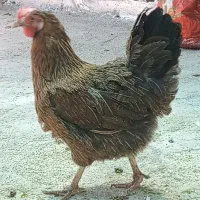 دو عدد مرغ تخم گذار کُرُک شو محلی اصل