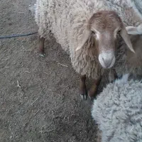 بره نرفروشی