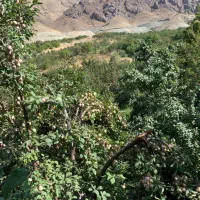 ۲ تن الو بخارا