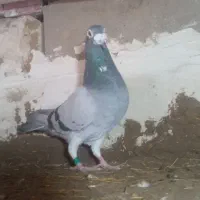 مسافتی نر و ماده|پرنده|فیروزآباد (آذربایجان), |دیوار