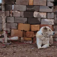 سگ گله ای فروشی|سگ|کوهبنان, |دیوار