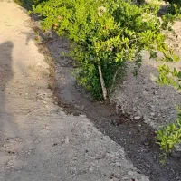 فروش باغ ۷۵۰متری|فروش زمین و ملک کلنگی|اصفهان, زیار|دیوار