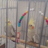 عروس هلندی نر و ماده|پرنده|ملارد, |دیوار