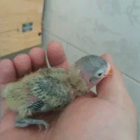 جفت مولد(تضمینی) یقه زرد ارجینال|پرنده|مرودشت, ابوذر شمالی‎|دیوار