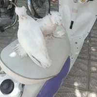 جوجه بخارا تازه دون خور شده