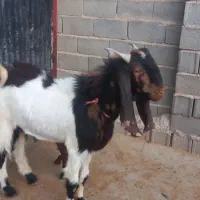 کهره‌‌چپش‌.تخمی‌داشتی|حیوانات مزرعه|سیمکان, |دیوار