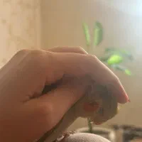 عروس هلندی|حیوانات|دوگنبدان, |دیوار