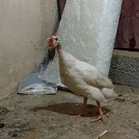 یک جفت مرغ شاخدار