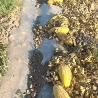 خربزه گوسفندی