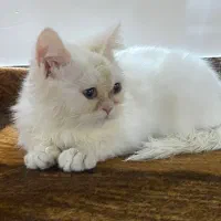 واگذاری و فروش بریتیش سفید اصیل|گربه|لنگرود, |دیوار