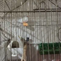 فنچ بنگالی و معمولی قفس خالی