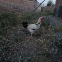 فروش خروس لاری
