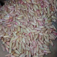 فروش گندم بذر