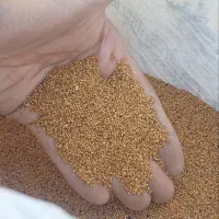 بذر کاملینا