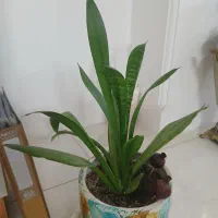 گل طبیعی با گلدون آماده بسیار زیبا|گل و گیاه طبیعی|قم, انسجام|دیوار