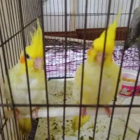 عروس هلندی