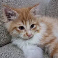 واگذاری گربه