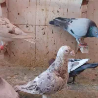 سرور هفت رنگ