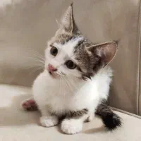 گربه|گربه|ماسال, |دیوار