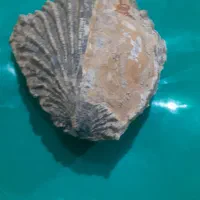 فسیل صدف|کلکسیون اشیاء عتیقه|ویسیان, |دیوار