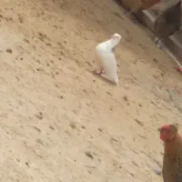 گمشده|پرنده|دلبران, |دیوار