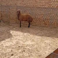 بره قوچ هترو