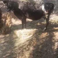 یه گاو وگوساله سیاه وسفیدجرسی|حیوانات مزرعه|فهرج, |دیوار