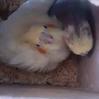 عروس هلندی نر وماده|پرنده|سهند, |دیوار