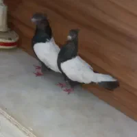 سینه تریاگی کت برف