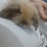 خرگوش نر لوپ خارجی نژاددار فوق العاده بازیگوش دستی