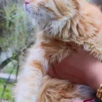 گربه گمشده
