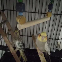 یک جفت عروس هلندی مولدباقفس ولوازم