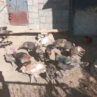 بوقلمون محلی|حیوانات مزرعه|دینور, |دیوار