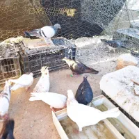 13 عدد کبوتر بفروش می رسد