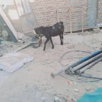 فروش فوری نر بز کامورایی|حیوانات مزرعه|خاش, |دیوار