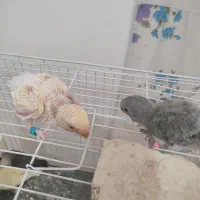 جوجه سرلاکی کوتوله|پرنده|شیروان (خراسان), |دیوار