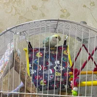 واگذاری مسئولانه طوطی برزیلی